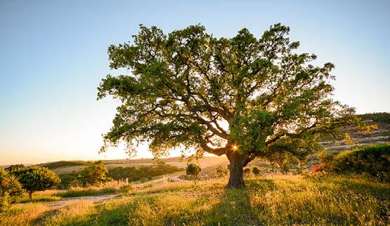 Aandachtstrekker Alentjo